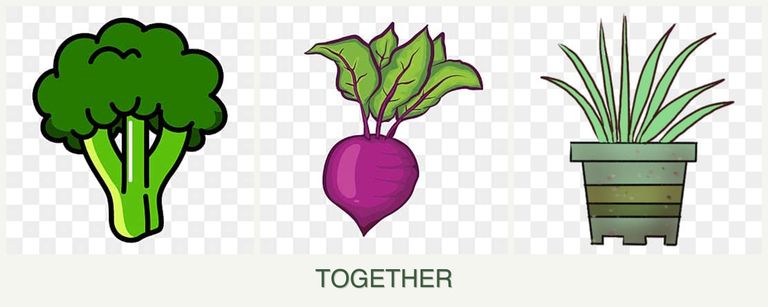 Can you plant broccoli, beets and lemongrass together?