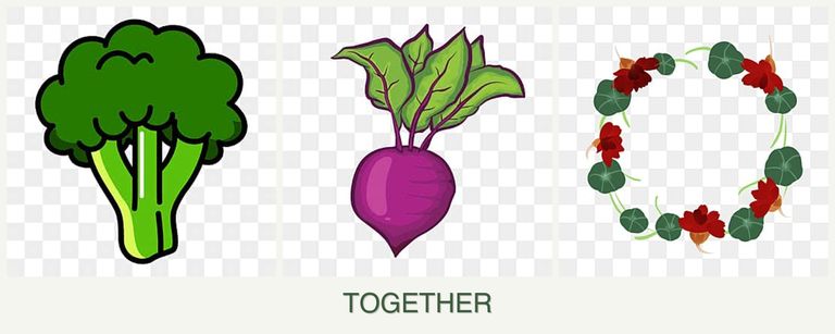 Can you plant broccoli, beets and nasturtiums together?