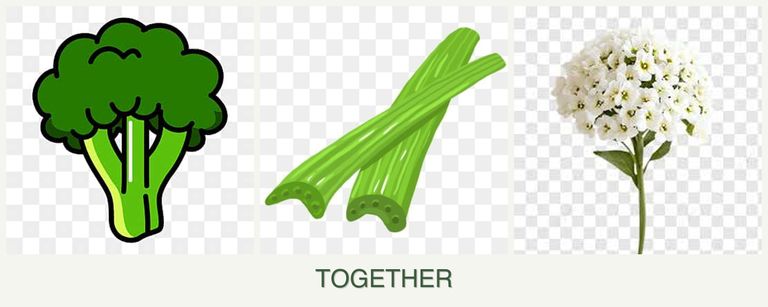 Can you plant broccoli, celery and alyssum together?