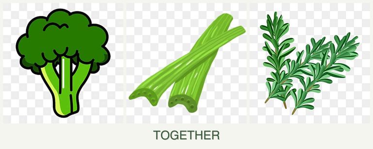 Can you plant broccoli, celery and rosemary together?