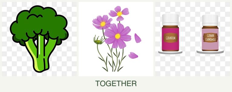 Can you plant broccoli, cosmos and geraniums together?