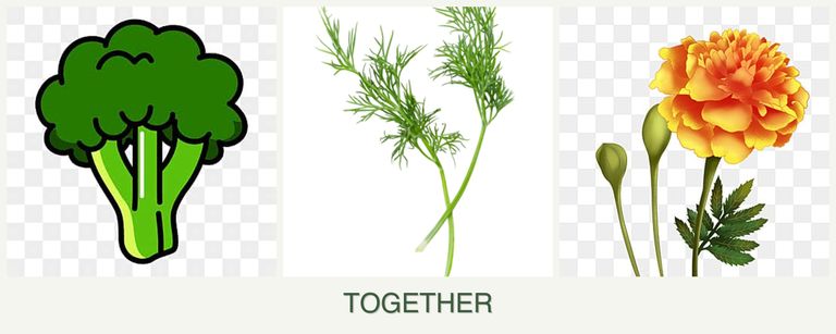 Can you plant broccoli, dill and marigolds together?