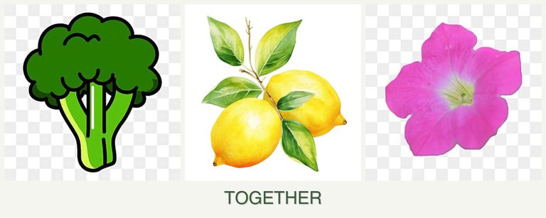 Can you plant broccoli, lemons and petunias together?