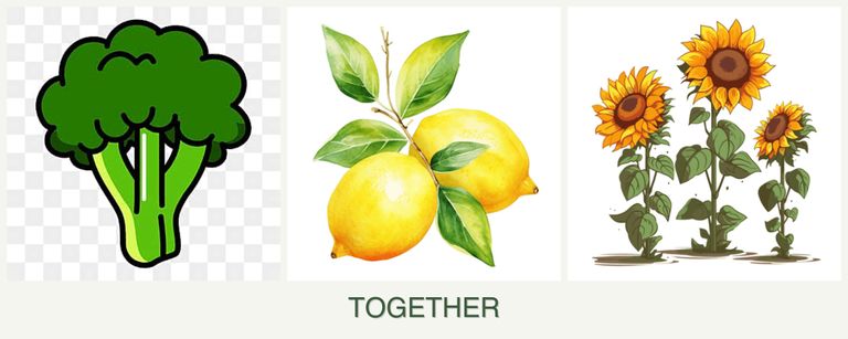 Can you plant broccoli, lemons and sunflowers together?