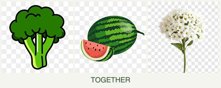 Can you plant broccoli, melons and alyssum together?