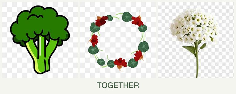 Can you plant broccoli, nasturtiums and alyssum together?