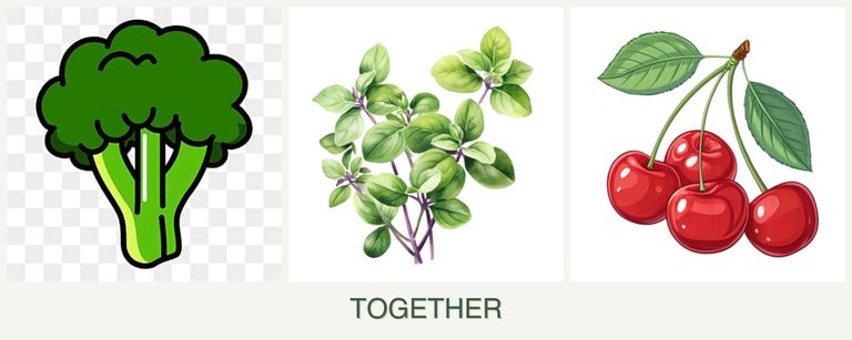 Can you plant broccoli, oregano and cherries together?