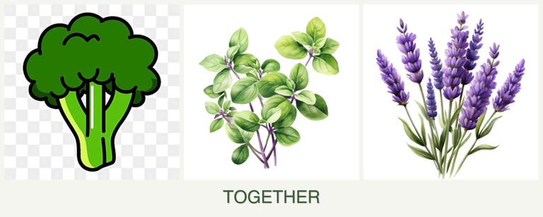 Can you plant broccoli, oregano and lavender together?