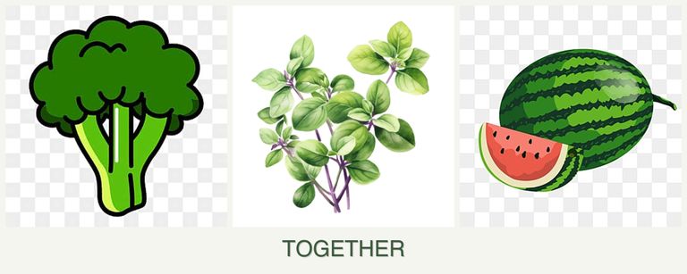 Can you plant broccoli, oregano and melons together?