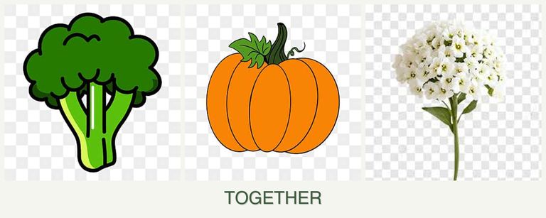 Can you plant broccoli, pumpkin and alyssum together?