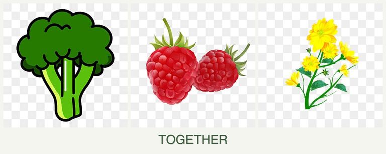 Can you plant broccoli, raspberries and calendula together?