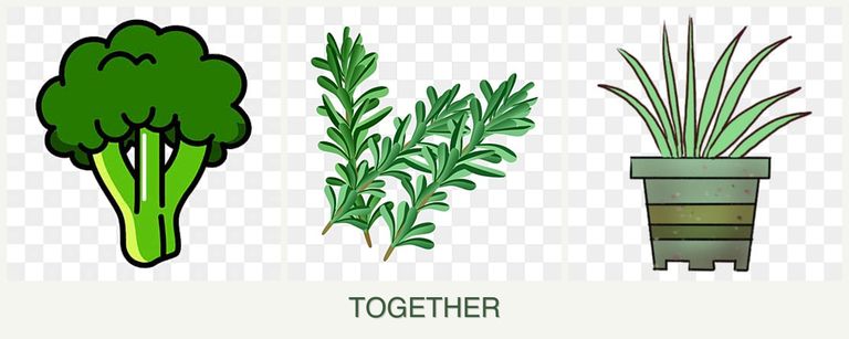 Can you plant broccoli, rosemary and lemongrass together?