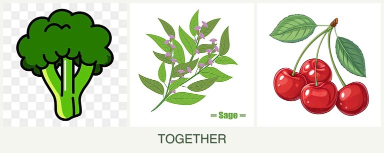 Can you plant broccoli, sage and cherries together?