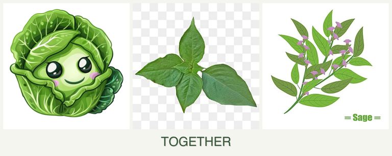 Can you plant cabbage, basil and sage together?