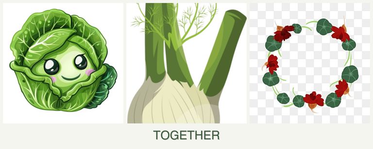 Can you plant cabbage, fennel and nasturtiums together?