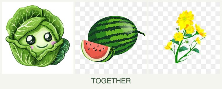 Can you plant cabbage, melons and calendula together?