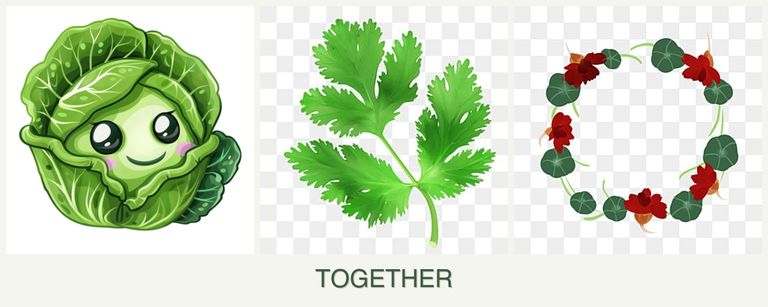 Can you plant cabbage, parsley and nasturtiums together?