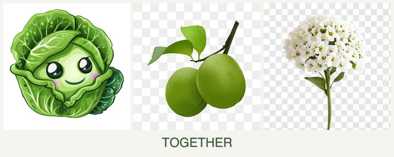Can you plant cabbage, plums and alyssum together?