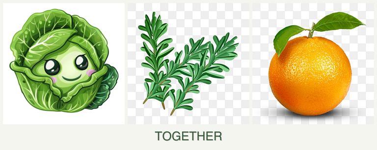 Can you plant cabbage, rosemary and oranges together?