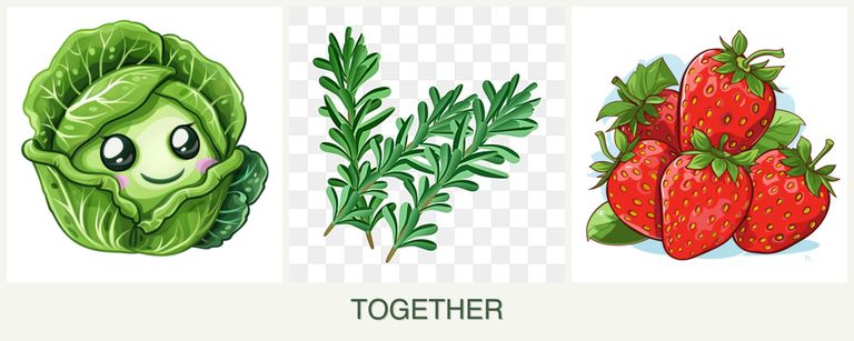 Can you plant cabbage, rosemary and strawberries together?