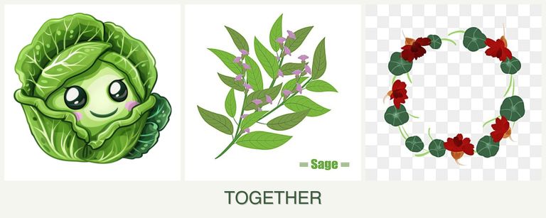 Can you plant cabbage, sage and nasturtiums together?