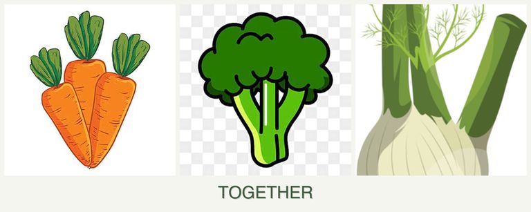 Can you plant carrots, broccoli and fennel together?
