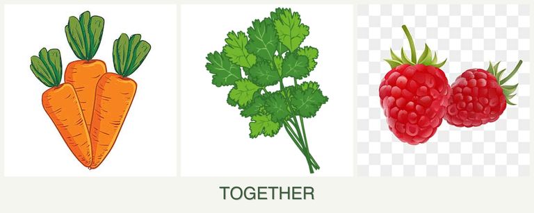 Can you plant carrots, cilantro and raspberries together?