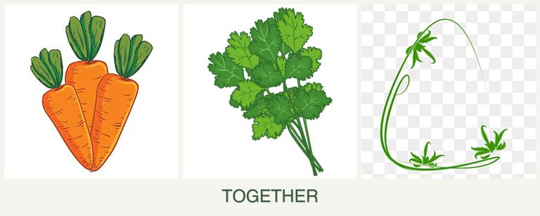 Can you plant carrots, cilantro and tarragon together?