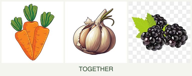 Can you plant carrots, garlic and blackberries together?