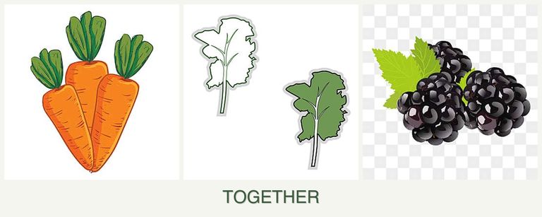 Can you plant carrots, kale and blackberries together?
