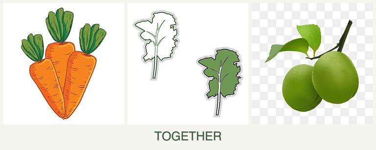 Can you plant carrots, kale and plums together?