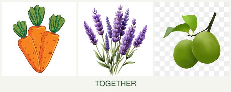 Can you plant carrots, lavender and plums together?