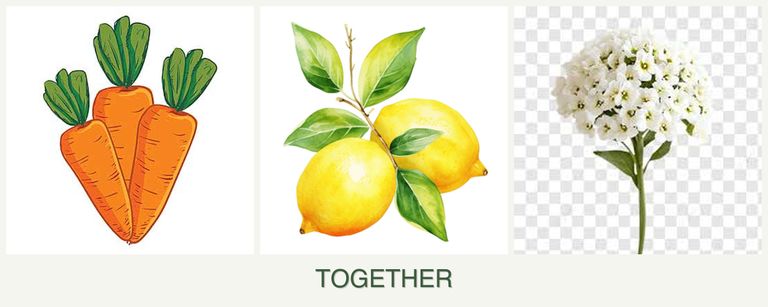 Can you plant carrots, lemons and alyssum together?