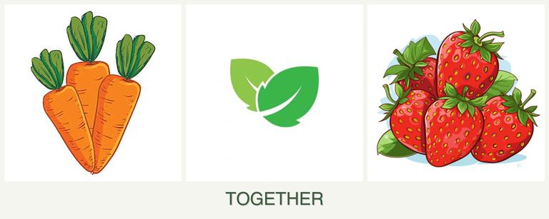 Can you plant carrots, mint and strawberries together?