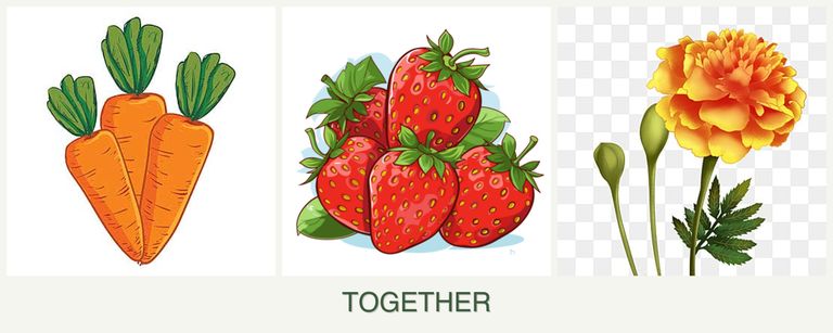 Can you plant carrots, strawberries and marigolds together?