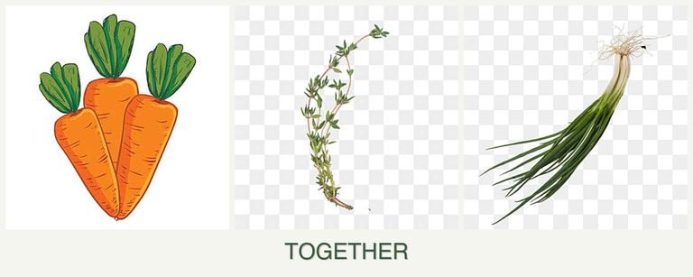 Can you plant carrots, thyme and chives together?