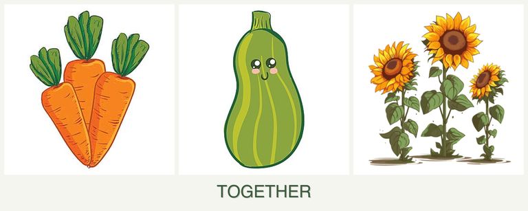 Can you plant carrots, zucchini and sunflowers together?