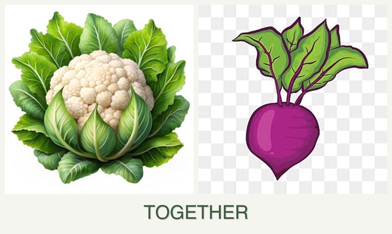 Can you plant cauliflower and beets together?