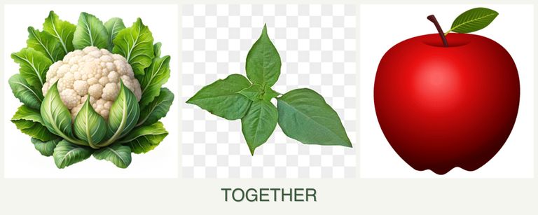 Can you plant cauliflower, basil and apples together?