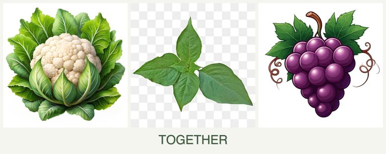 Can you plant cauliflower, basil and grapes together?