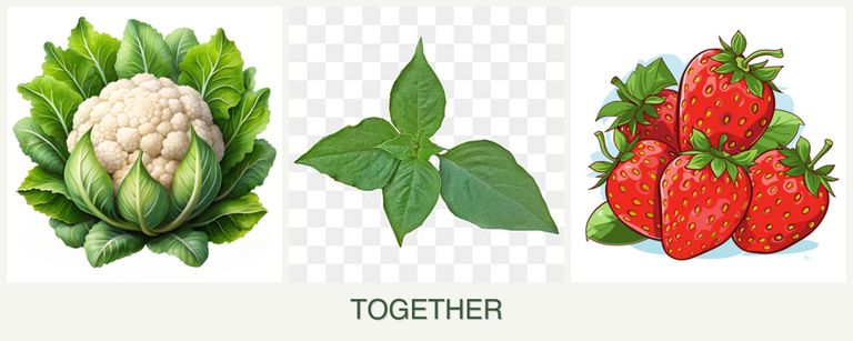 Can you plant cauliflower, basil and strawberries together?