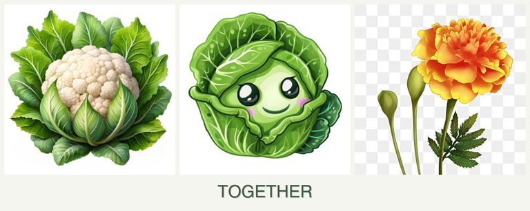 Can you plant cauliflower, cabbage and marigolds together?