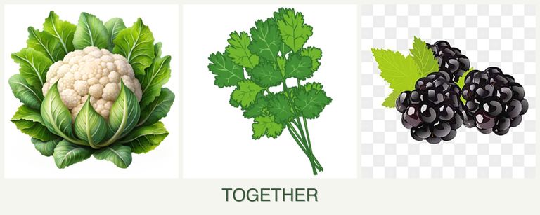 Can you plant cauliflower, cilantro and blackberries together?
