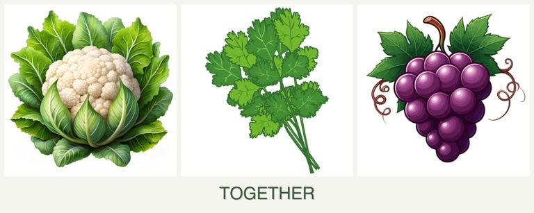 Can you plant cauliflower, cilantro and grapes together?