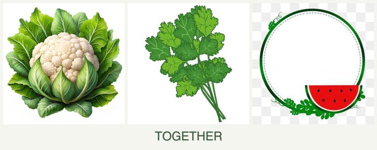 Can you plant cauliflower, cilantro and watermelons together?
