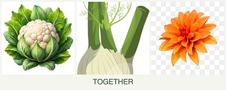 Can you plant cauliflower, fennel and dahlias together?