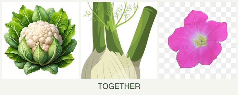 Can you plant cauliflower, fennel and petunias together?