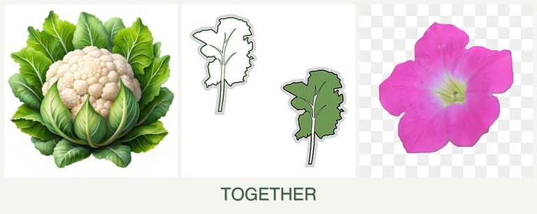 Can you plant cauliflower, kale and petunias together?