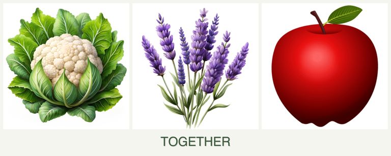 Can you plant cauliflower, lavender and apples together?