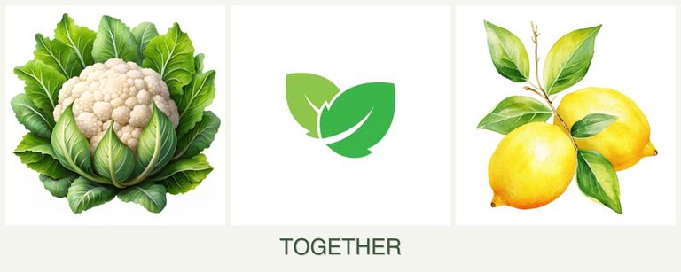Can you plant cauliflower, mint and lemons together?
